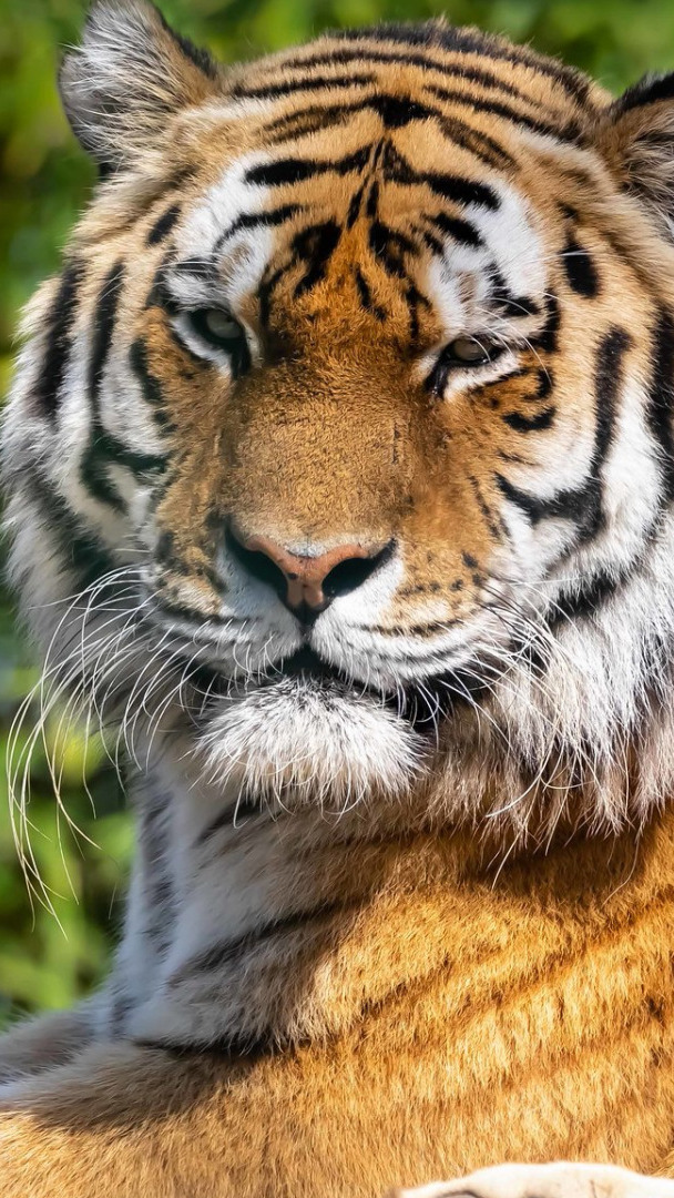 Spojrzenie tygrysa
