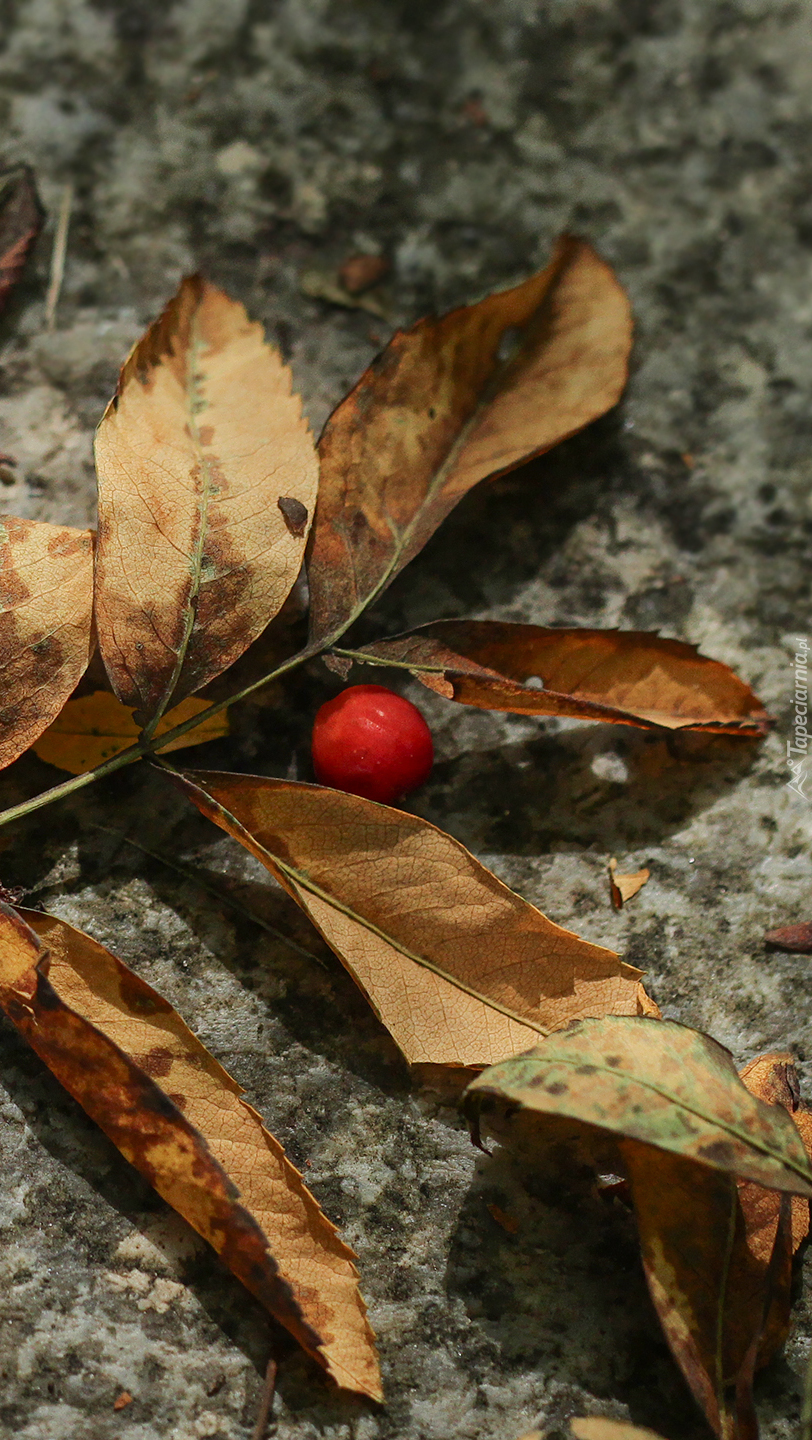 Suche liście na ziemi z kulką czerwonej jarzębiny