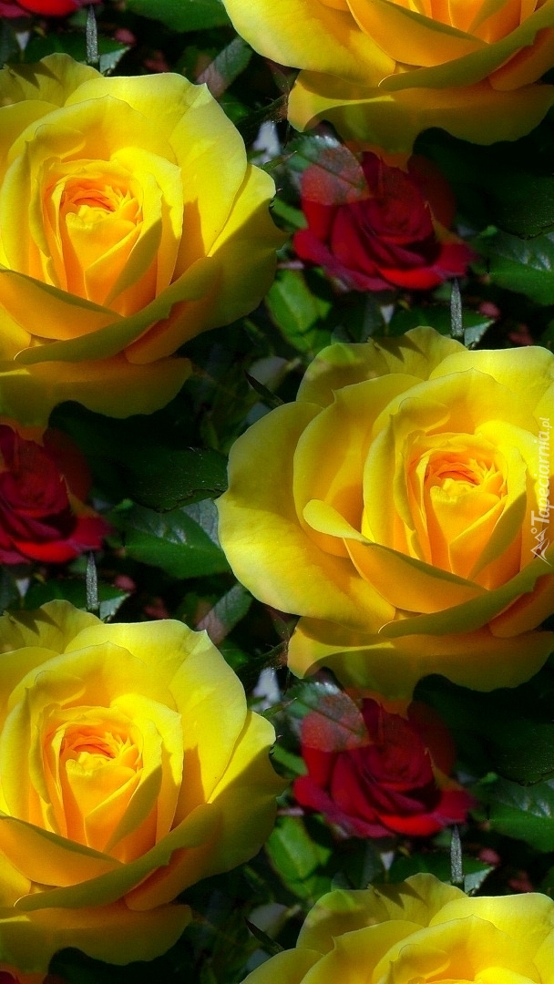 Tekstura w żółte róże