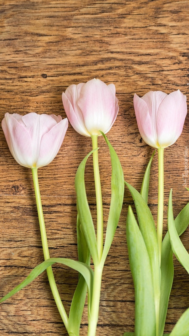 Trzy różowe tulipany