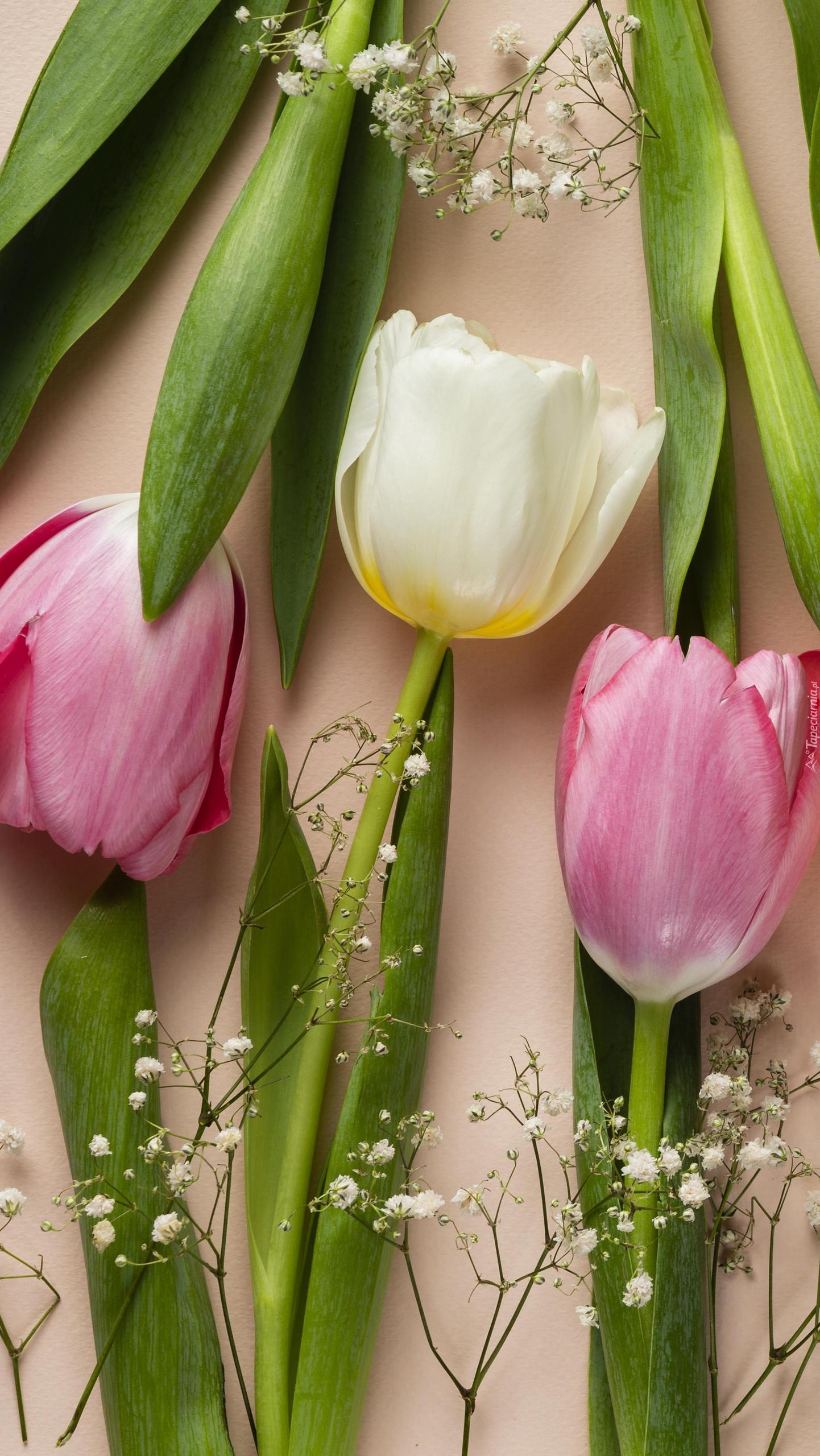 Tulipany i gipsówki