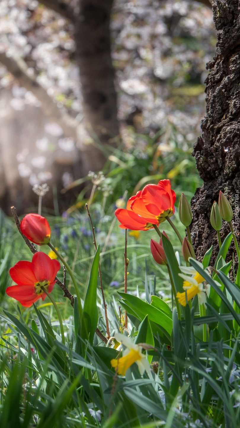 Tulipany i narcyzy pod drzewem