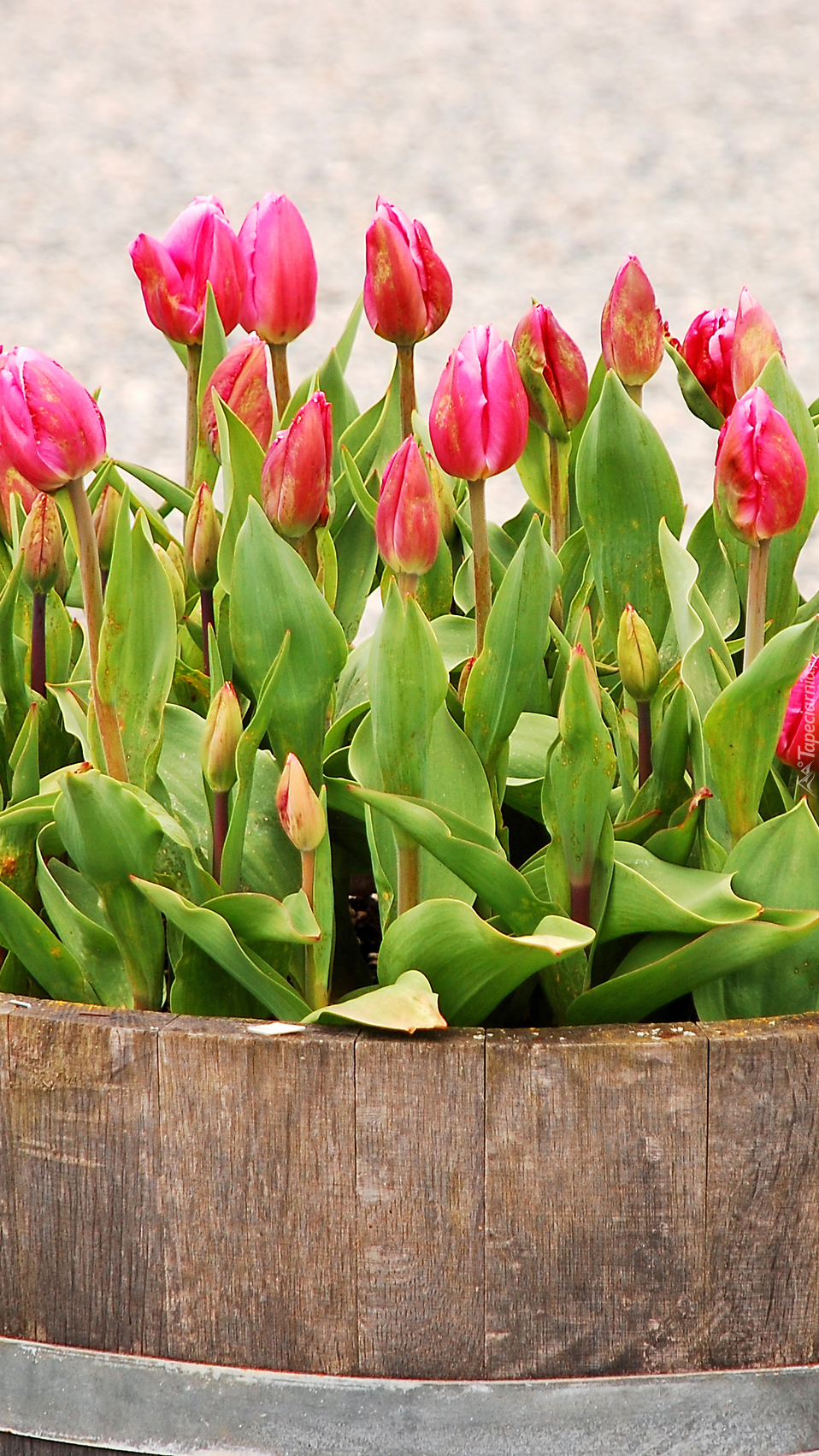 Tulipany w donicy