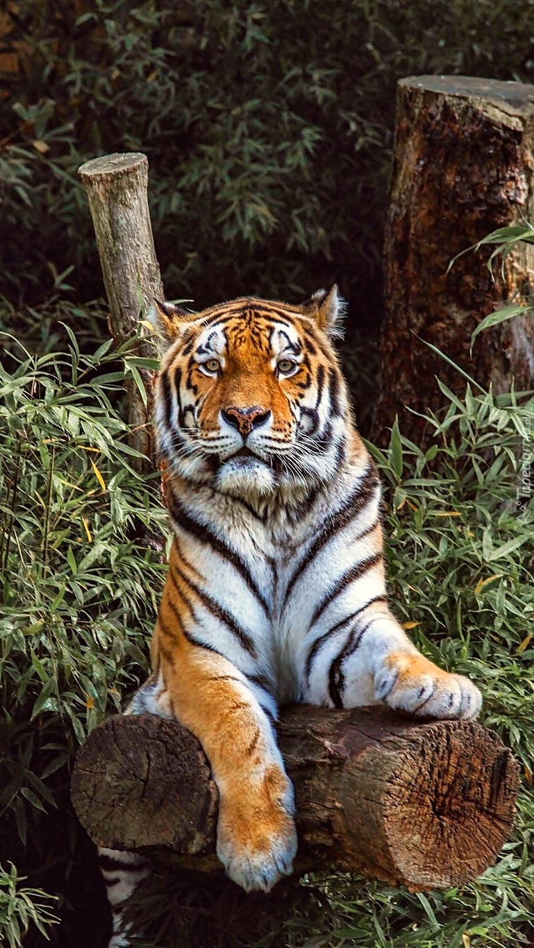 Tygrys na konarze w lesie