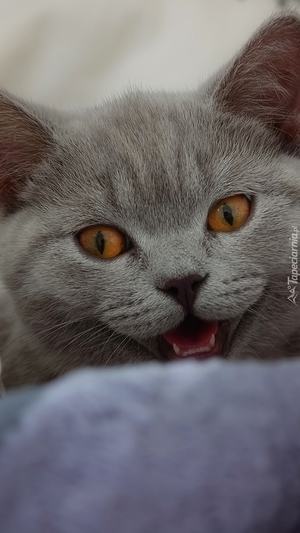 Uśmiechnięty kot brytyjski krótkowłosy