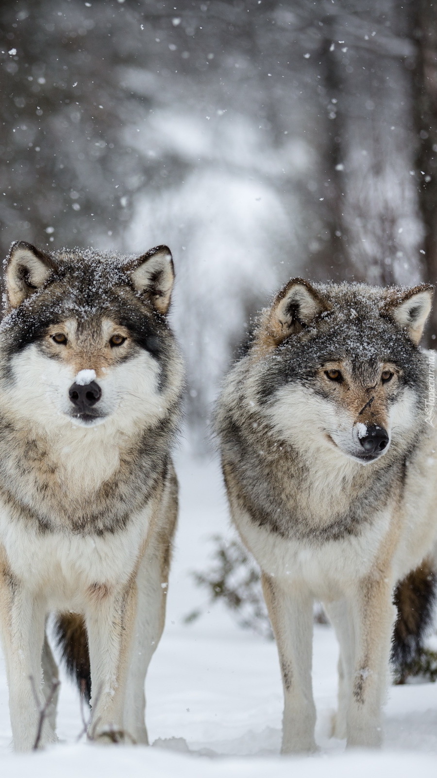 Wałęsające się wilki