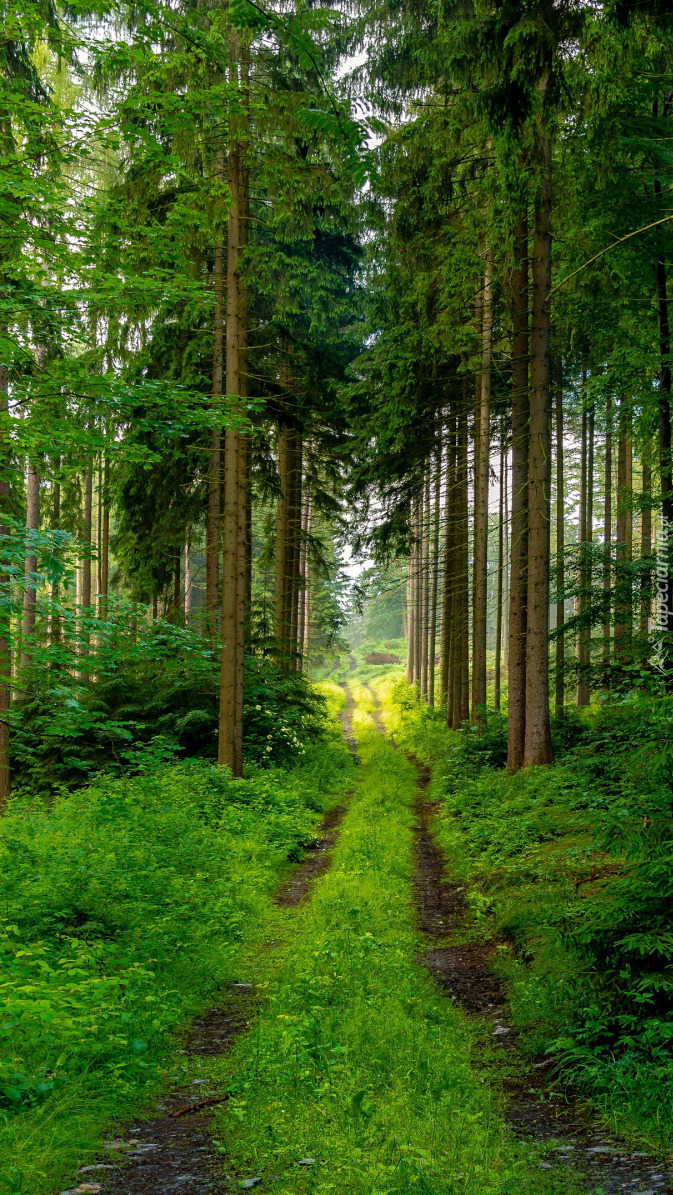 Wąska droga przez zielony las
