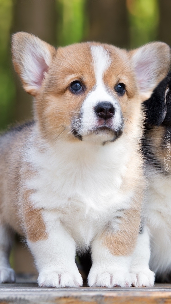 Welsh corgi pembroke