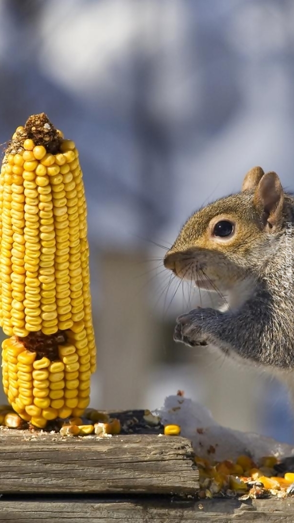 Wiewiórka i kolba kukurydzy