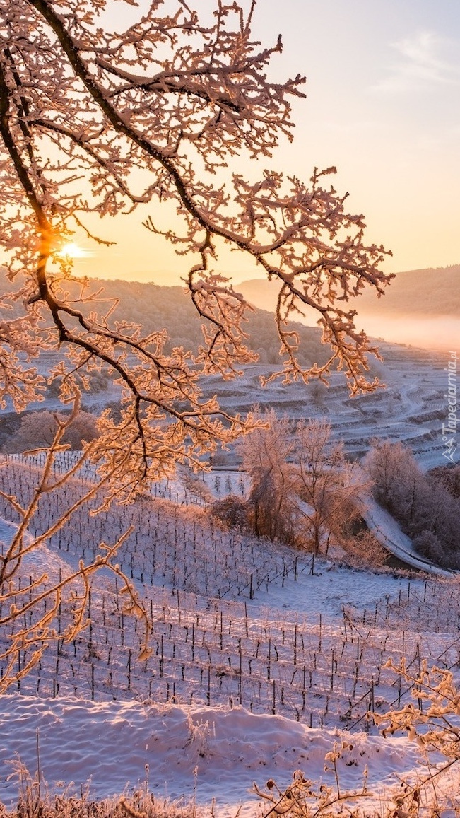 Winnice na wzgórzach w Kaiserstuhl zimową porą