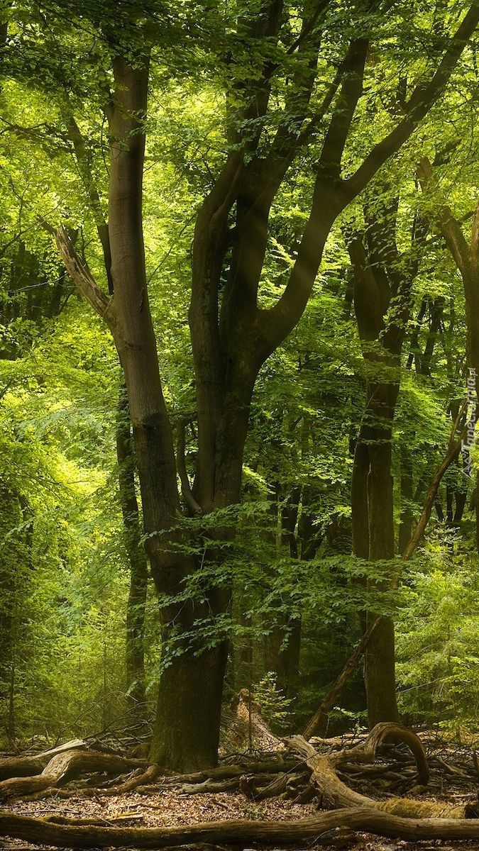 Wiosenny zielony las