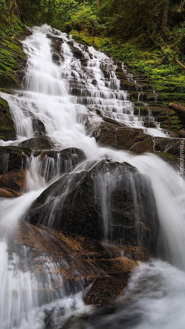 Wodospad w Gifford Pinchot National Forest