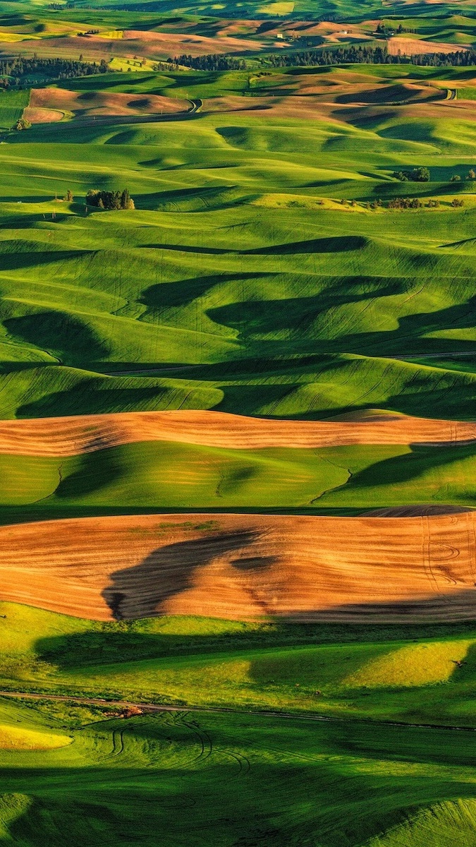 Wzgórza z polami i łąkami w Palouse