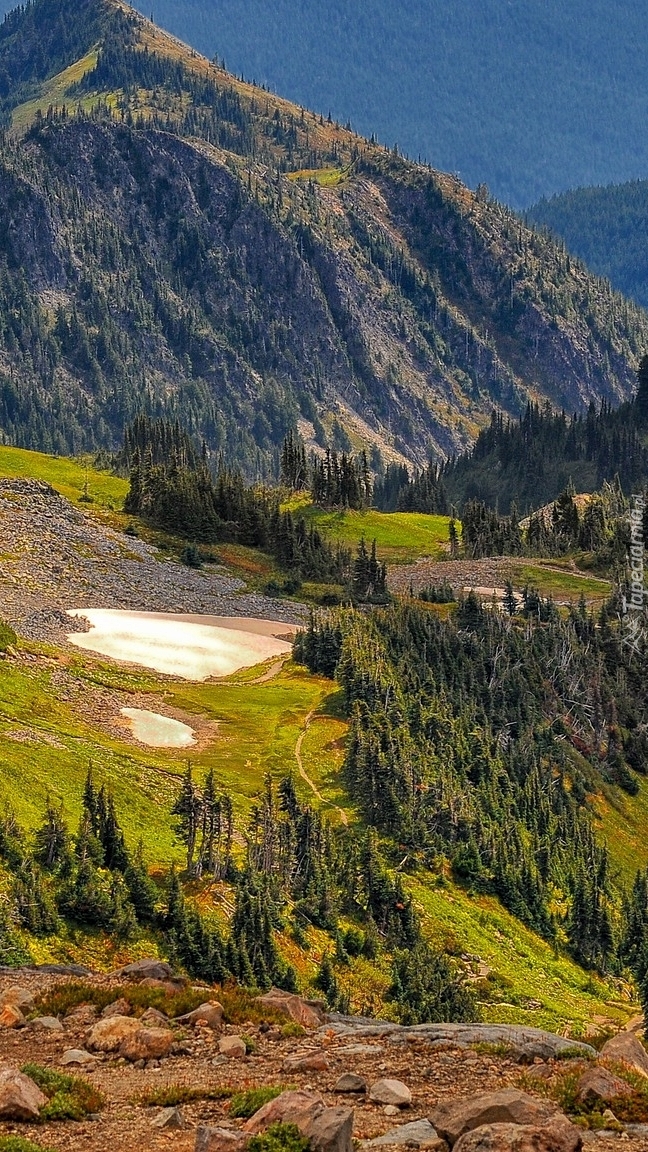 Zalesione góry w Parku Narodowym Mount Rainier