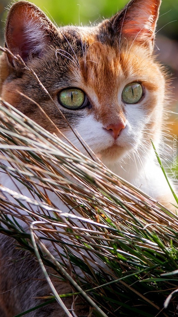 Zapatrzony kot w trawie