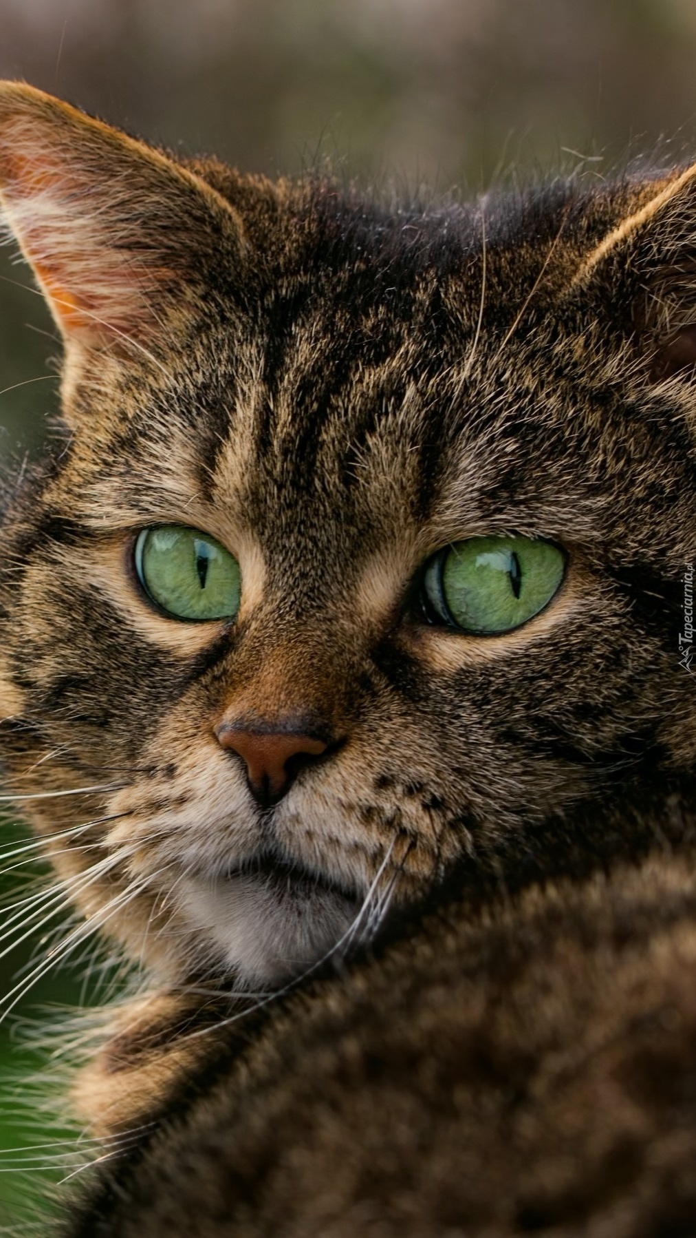 Zaskoczone zielone oczy kota