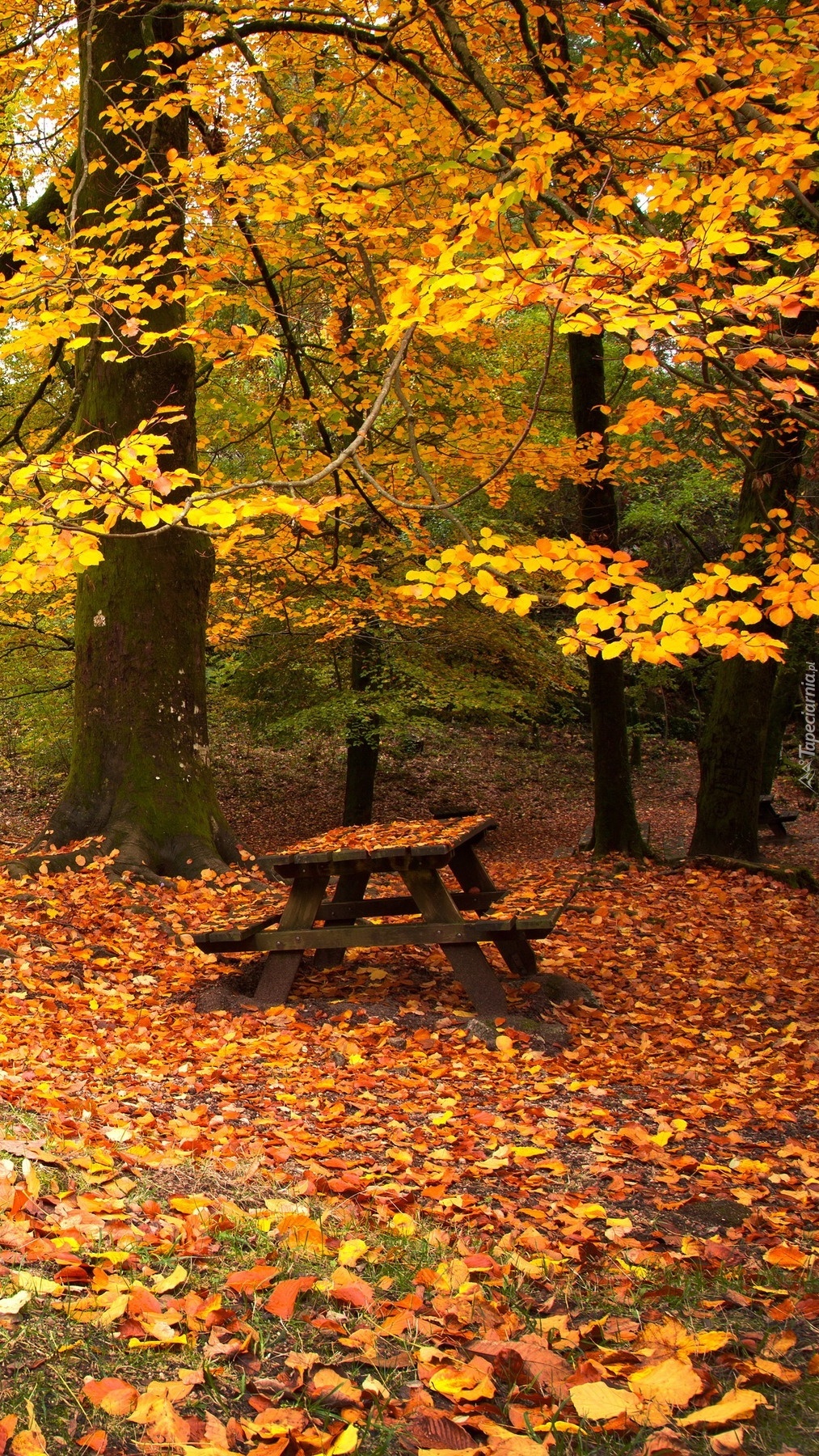Zasypana jesiennymi liśćmi ławeczka w lesie