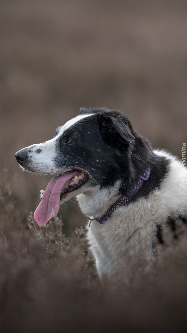 Zdyszany border collie