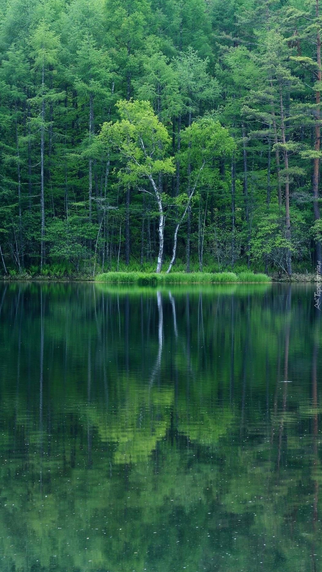 Zielony las nad jeziorem