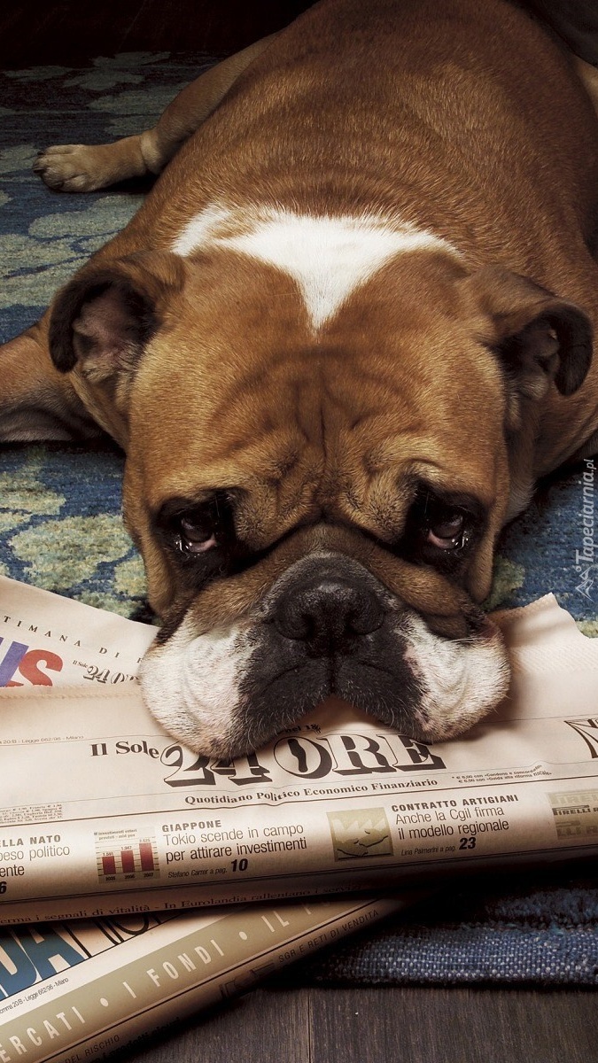 Znudzony pies z mordką na gazecie
