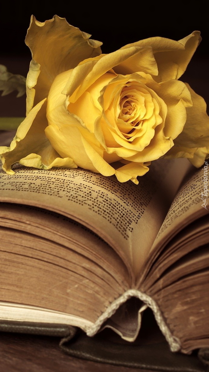 Żółta róża na otwartej książce