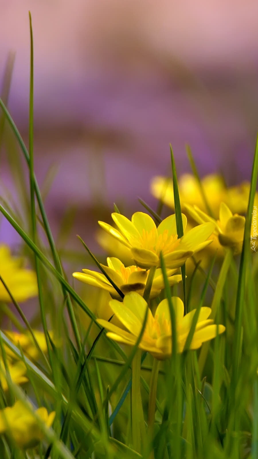 Żółte kwiaty wśród traw