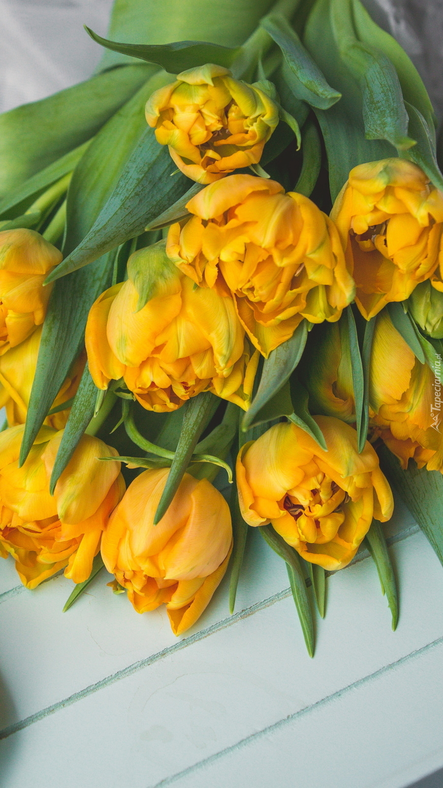 Żółte tulipany na desce