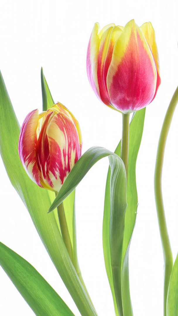 Żółto-czerwone tulipany