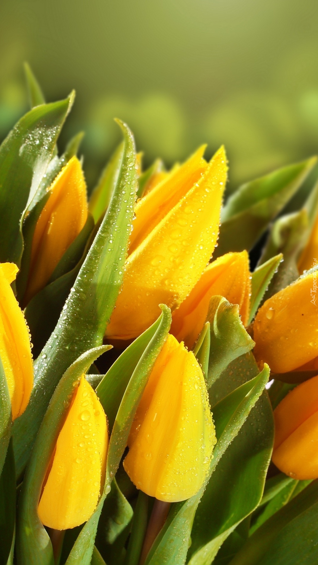 Zroszone żółte tulipany