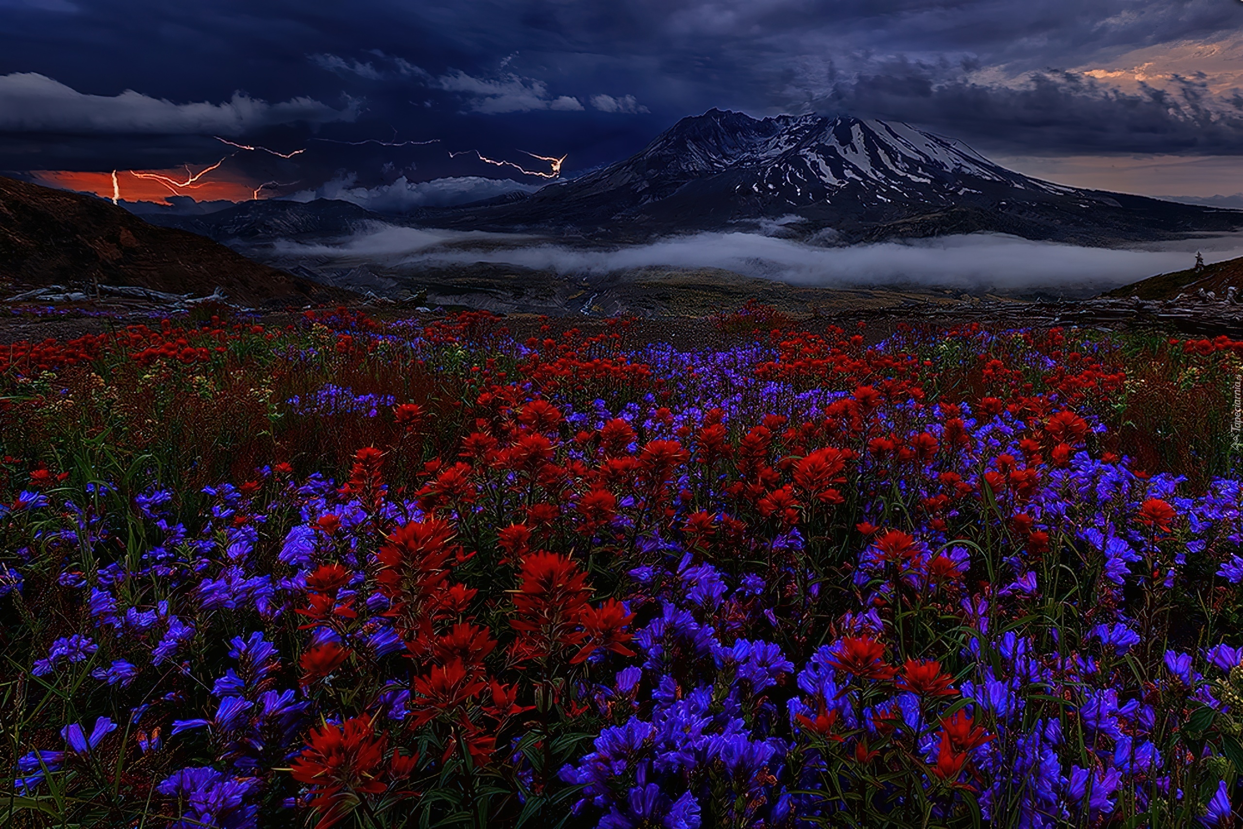 Сев цветов. Майлз Морган фотограф. Цветы в горах. Северная природа. Пейзаж цветы.