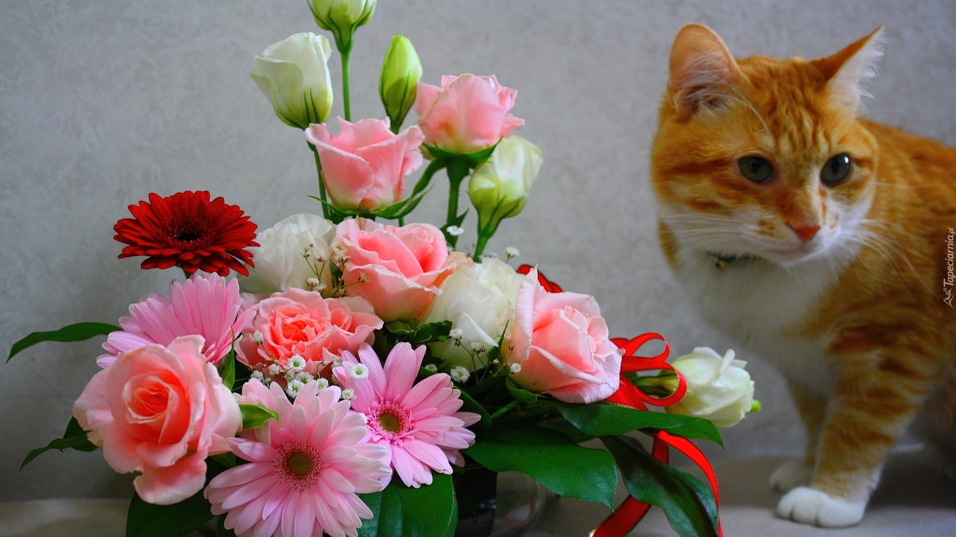 Rudy, Kot, Bukiet, Kwiatów