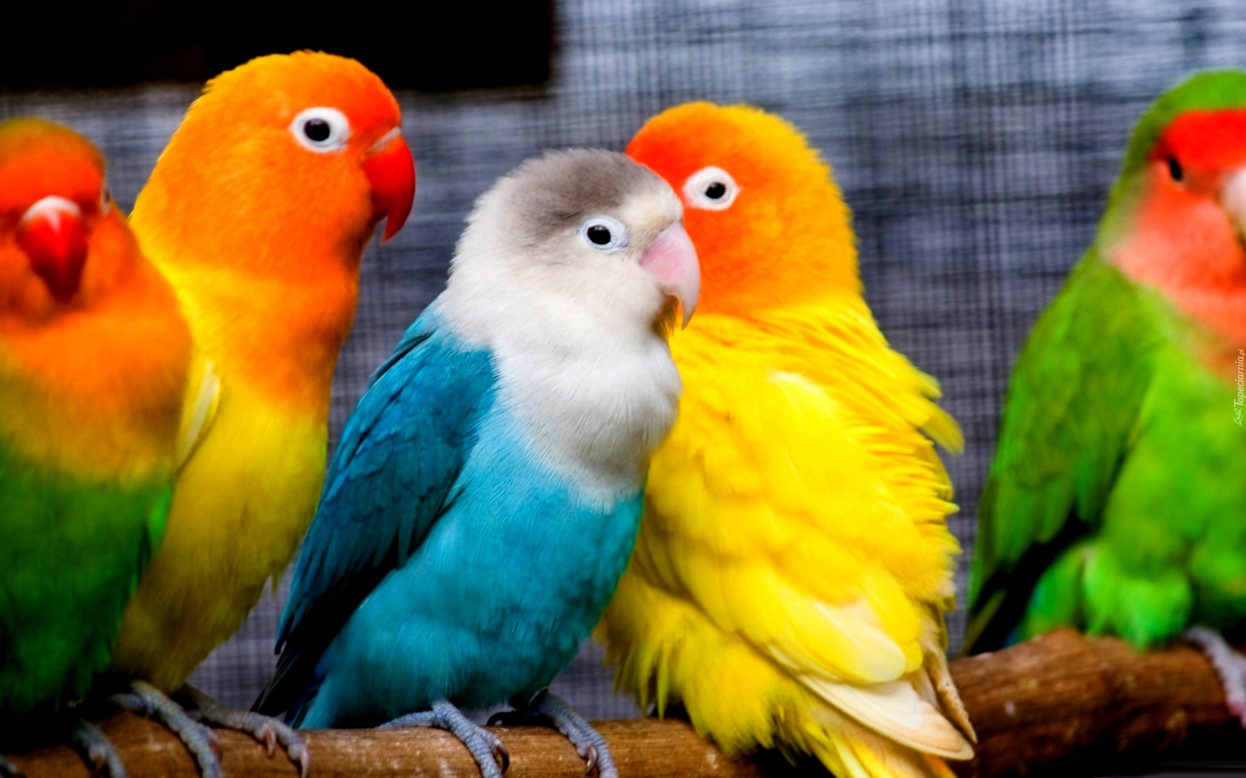Kolorowe, Papużki, Nierozłączki