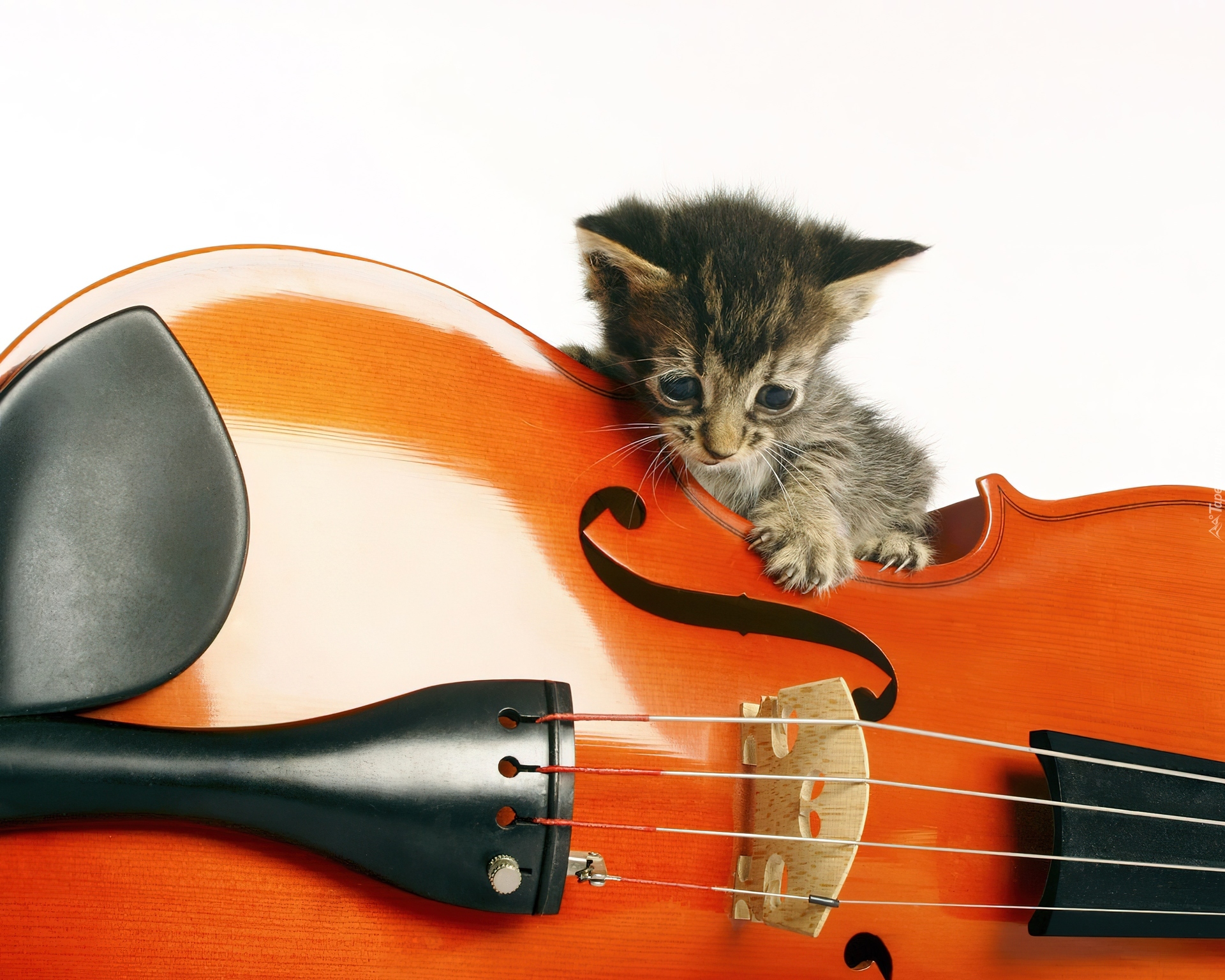 Музыкальных кошечек. Кошки с музыкальными инструментами. Кот с музыкальным инструментом. Котик с гитарой. Кошки музыканты.