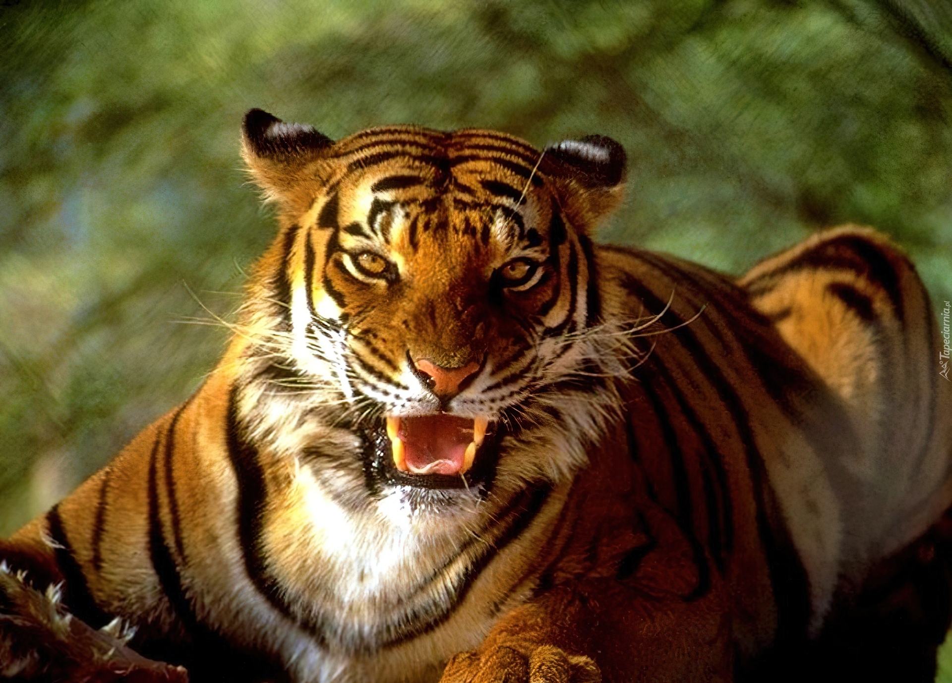 Tygrys, Kły