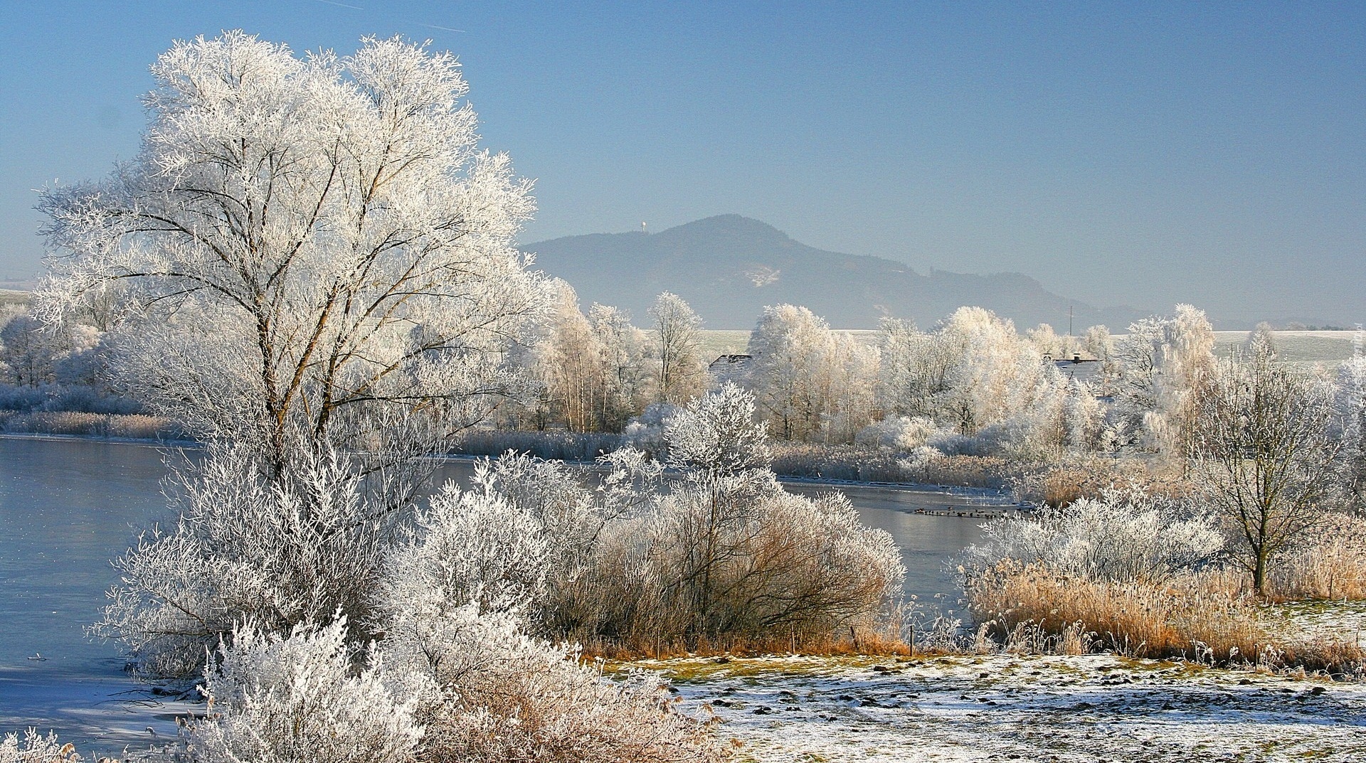 Zima, Śnieg, Drzewa