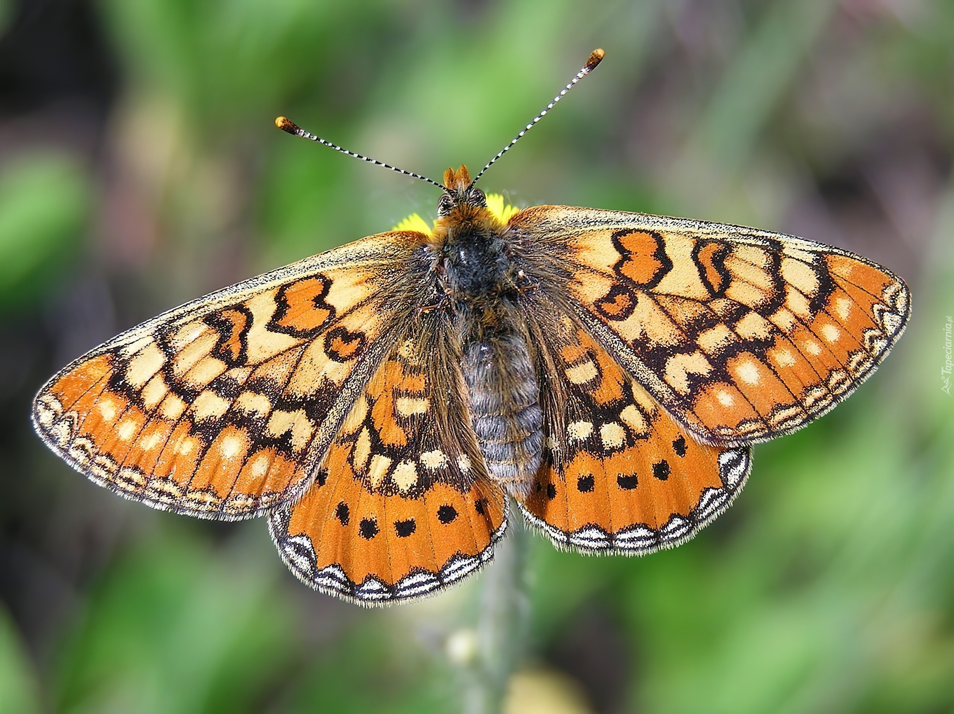 Motyl, Przeplatka aurinia