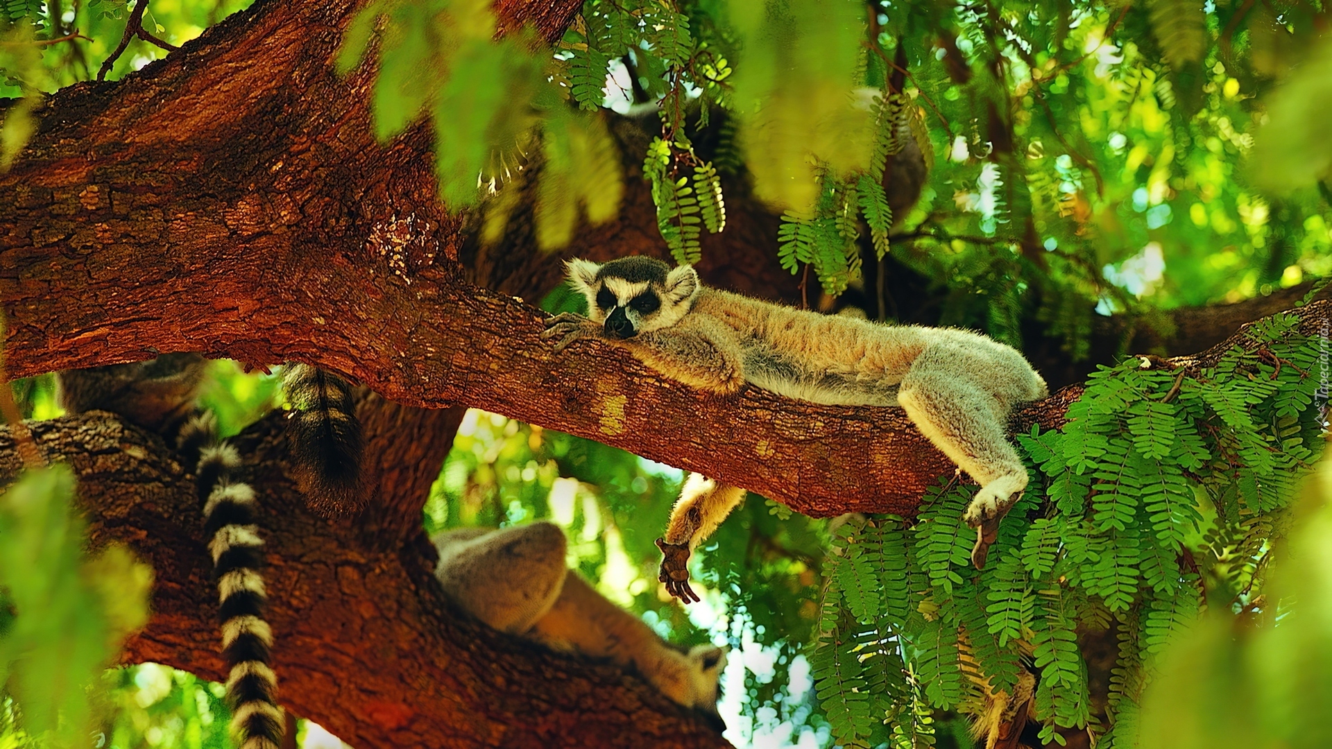 Lemur, Drzewo, Zieleń, Ogon