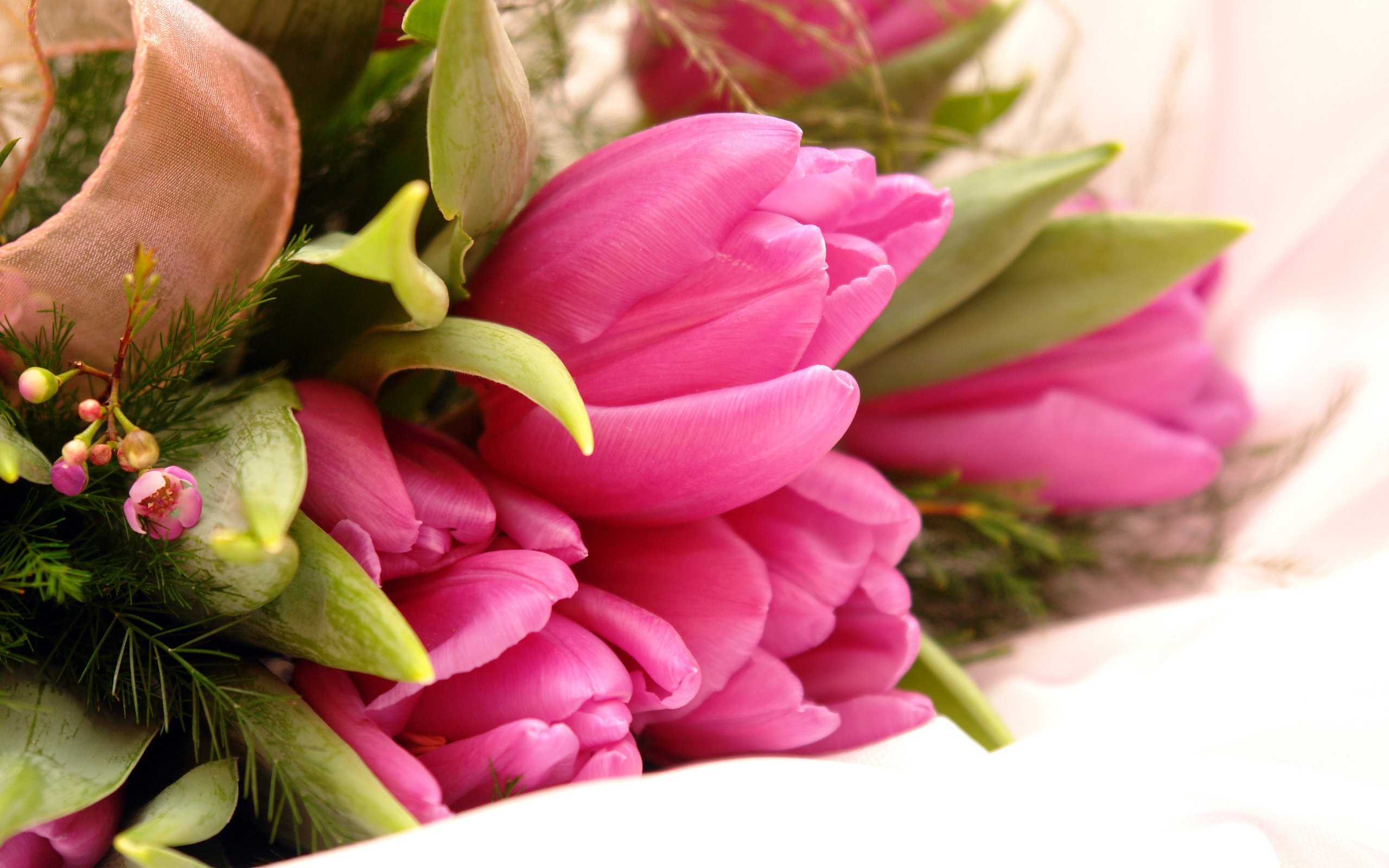 Bukiet, Różowych, Tulipanów