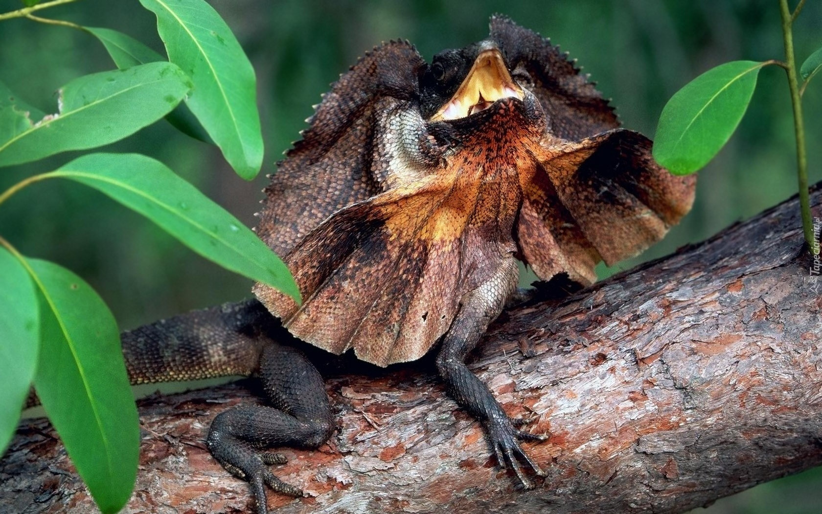 Agama, Kołnierzasta, Jaszczurka, Drzewo, Liście