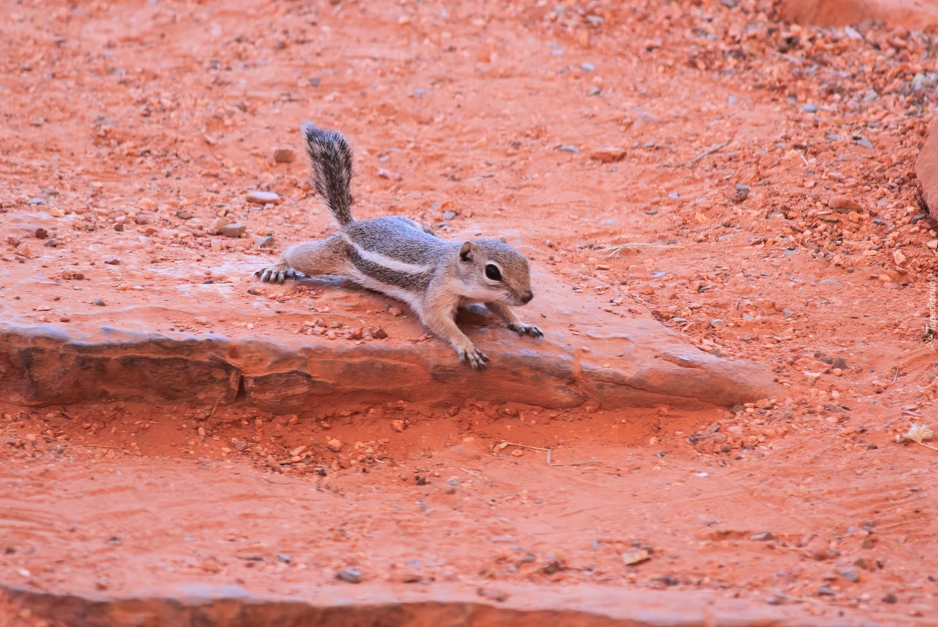 Chipmunk, Czerwona, Ziemia