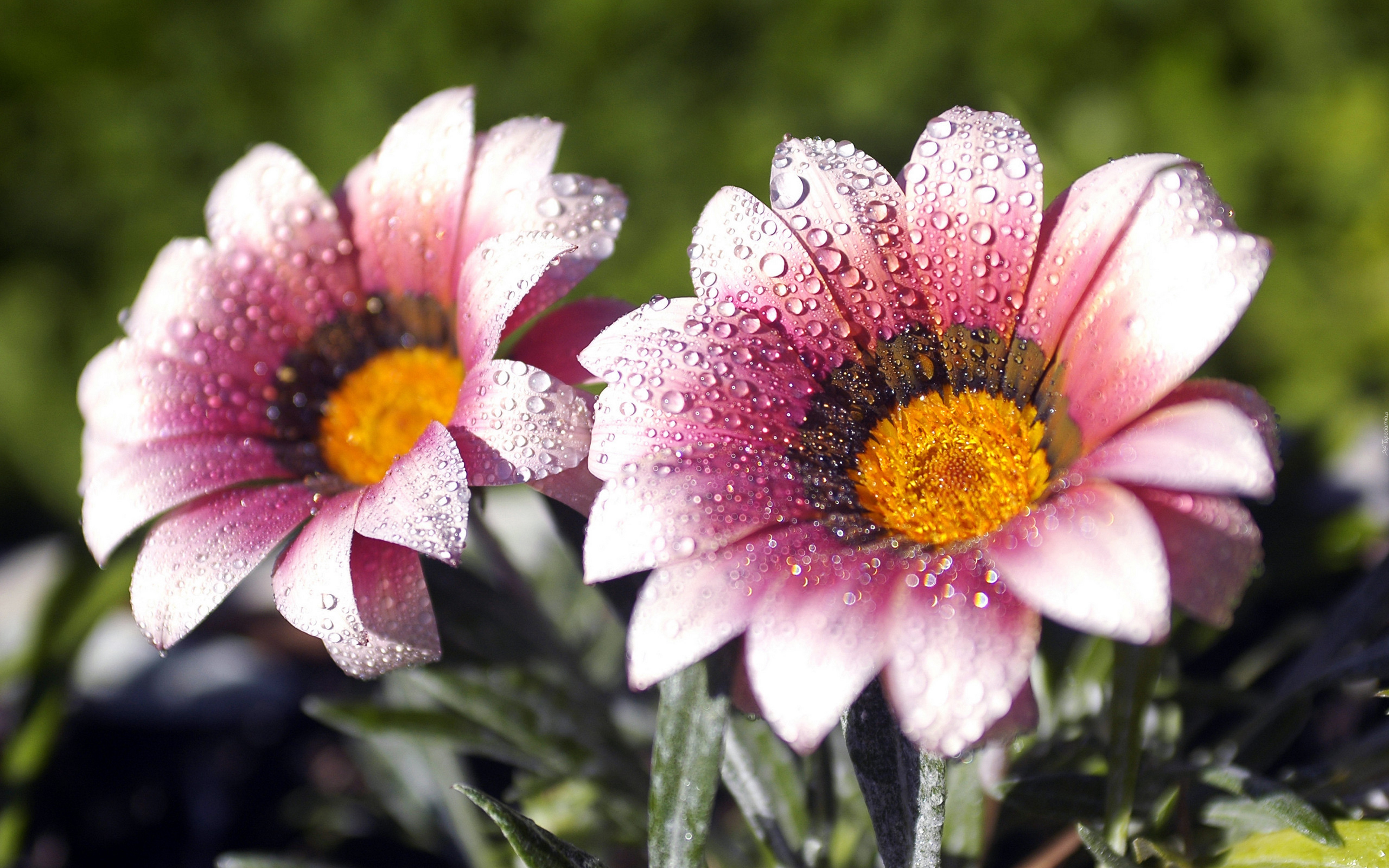 Gerbera