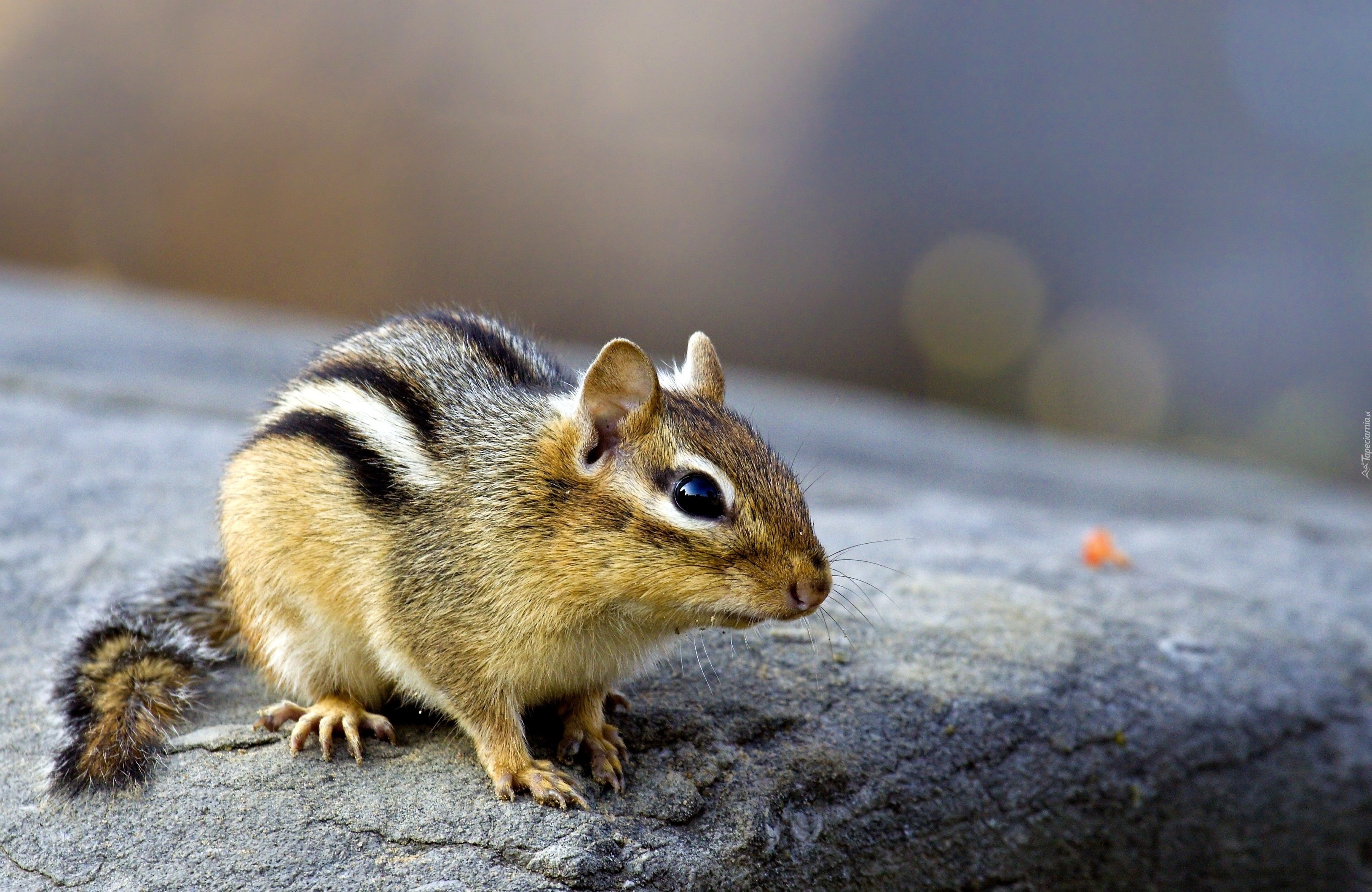 Skała, Mały, Chipmunk