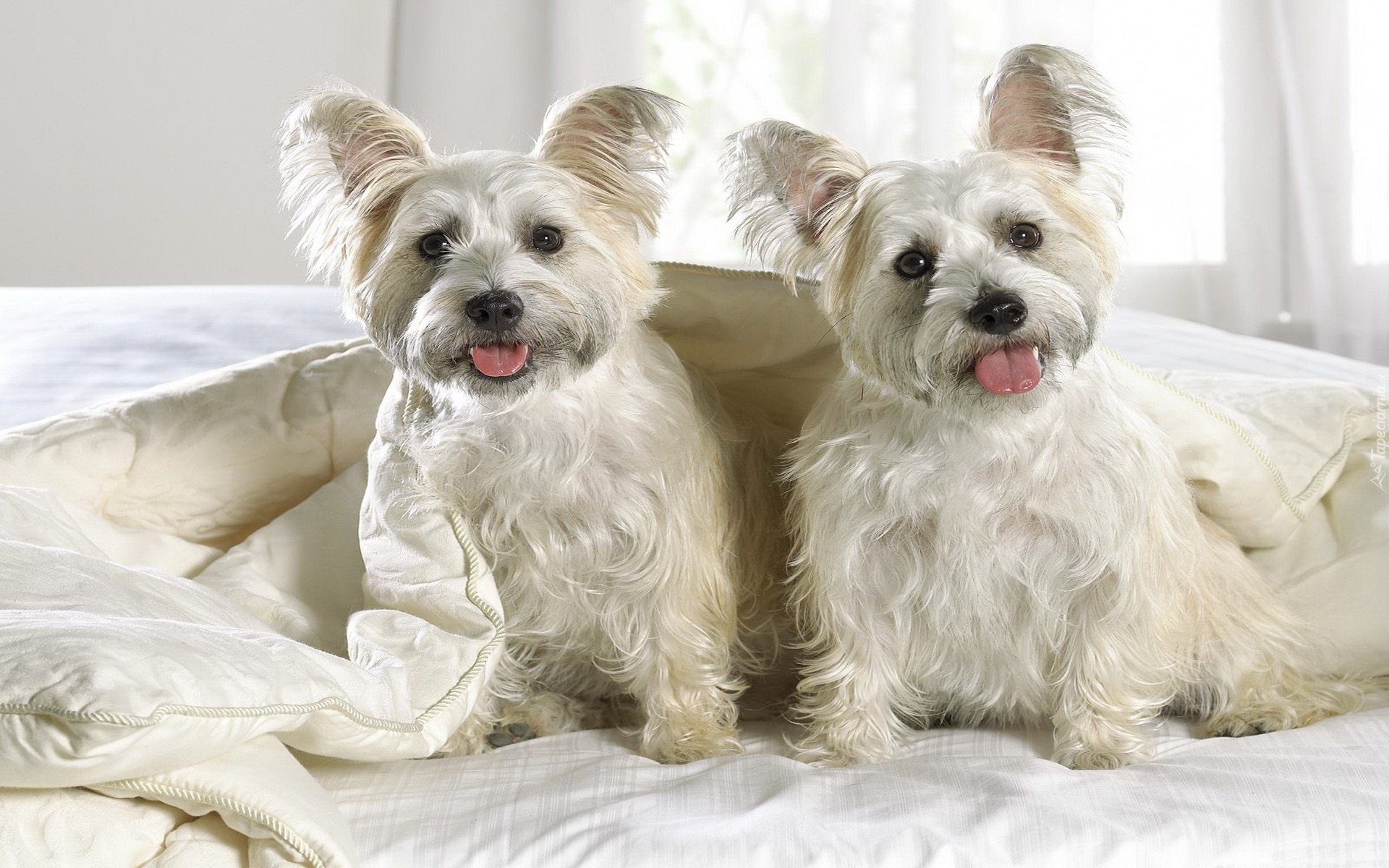 West, Highland, White, Terrier