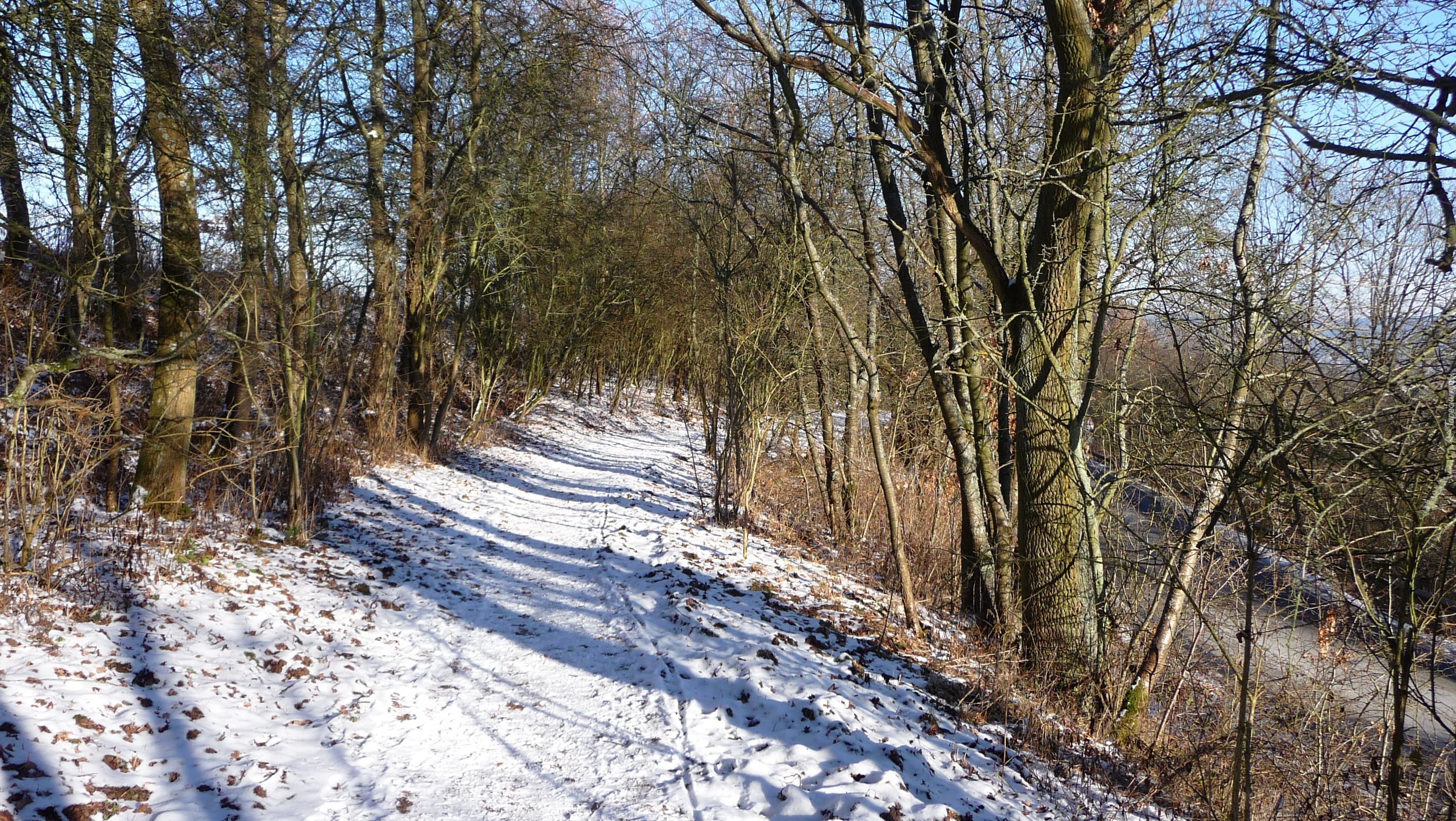 Las, Droga, Śnieg