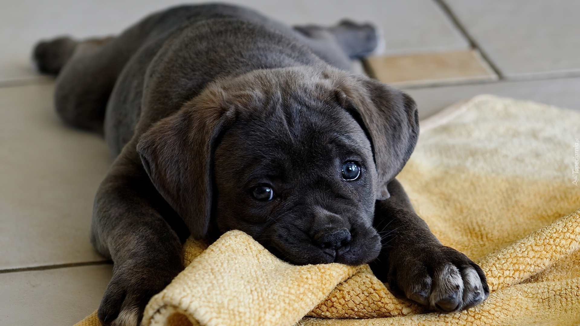 Piesek, Kocyk, Cane corso