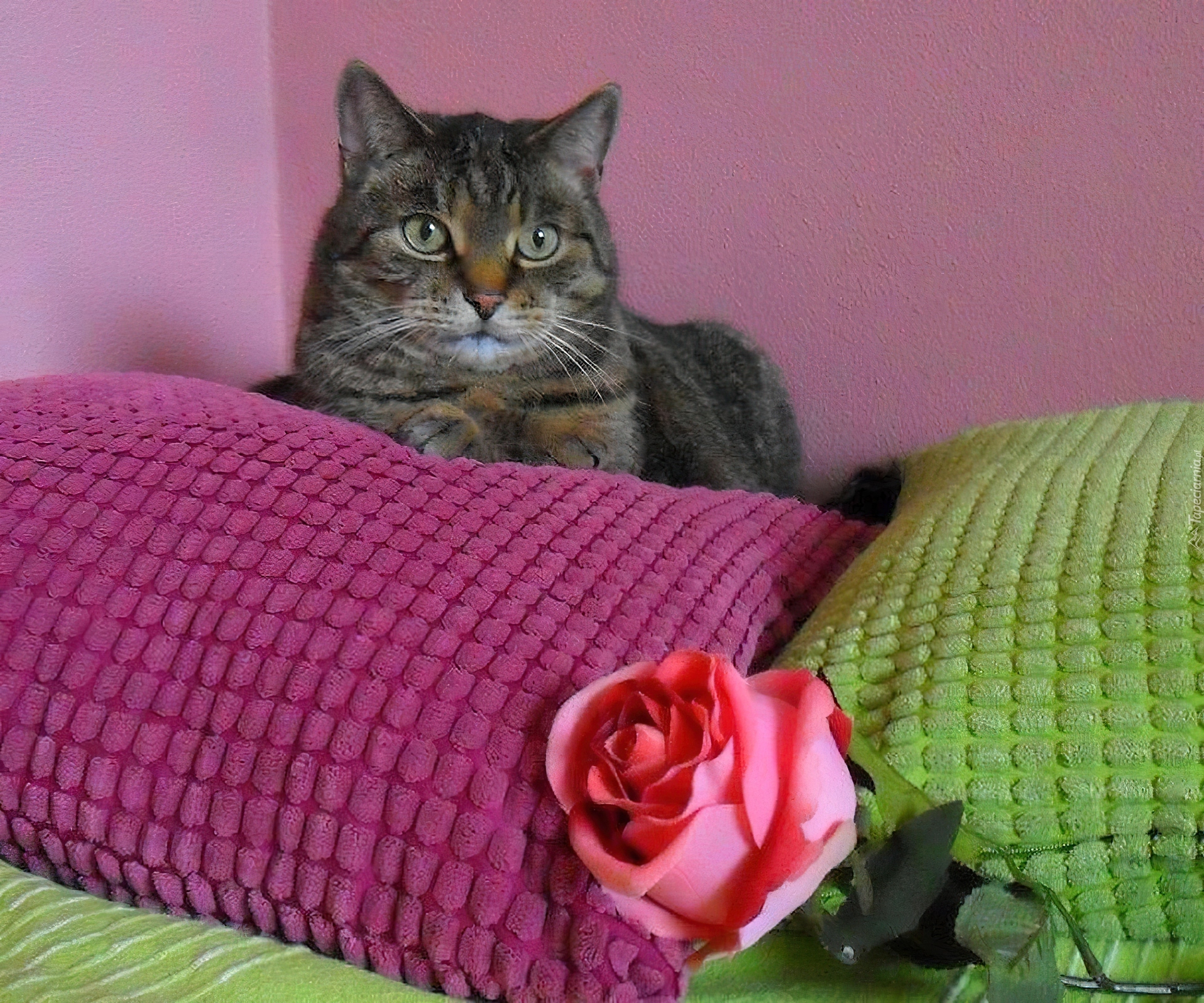 Kot, Kolorowe, Poduszki, Róża