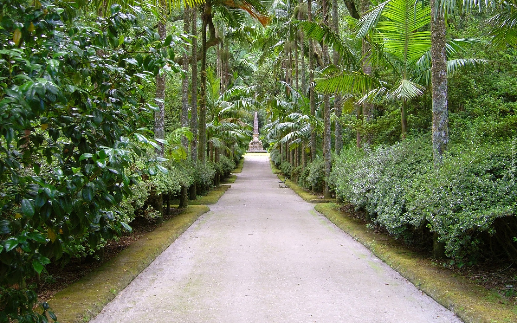 Aleja, Palmy, Ogród, Botaniczny