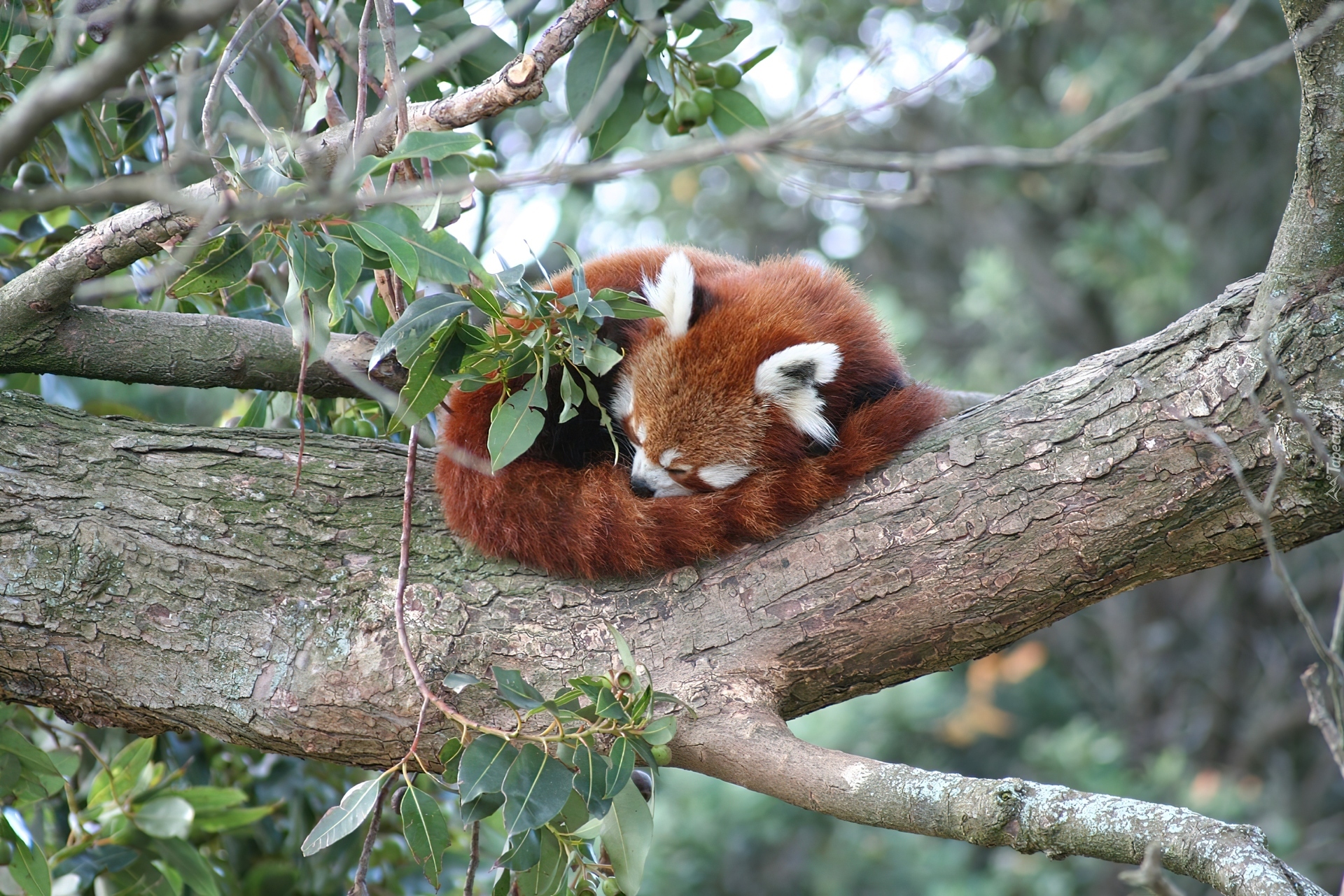 Panda, Czerwona, Pandka ruda