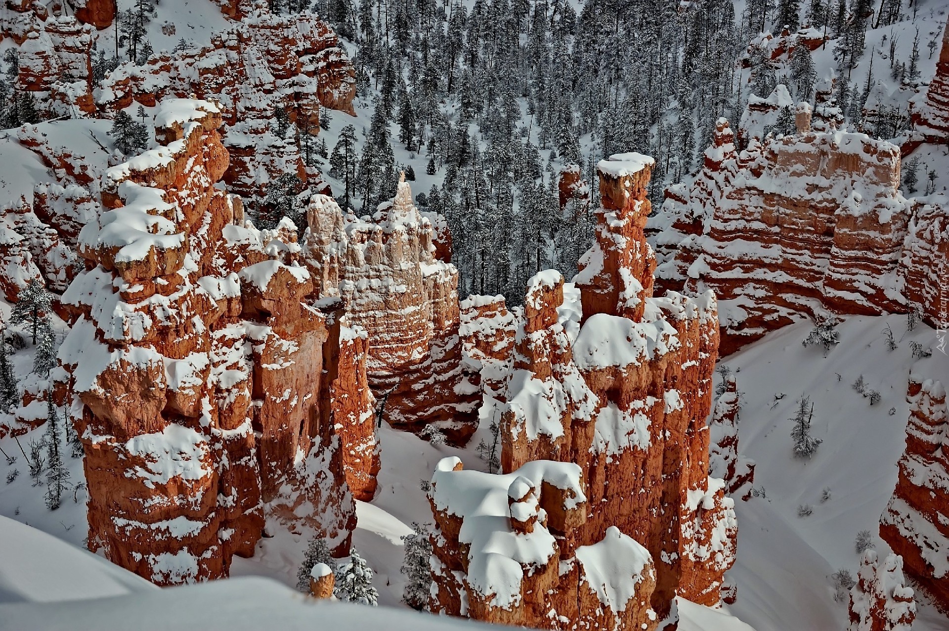 Zima, Góry, Drzewa