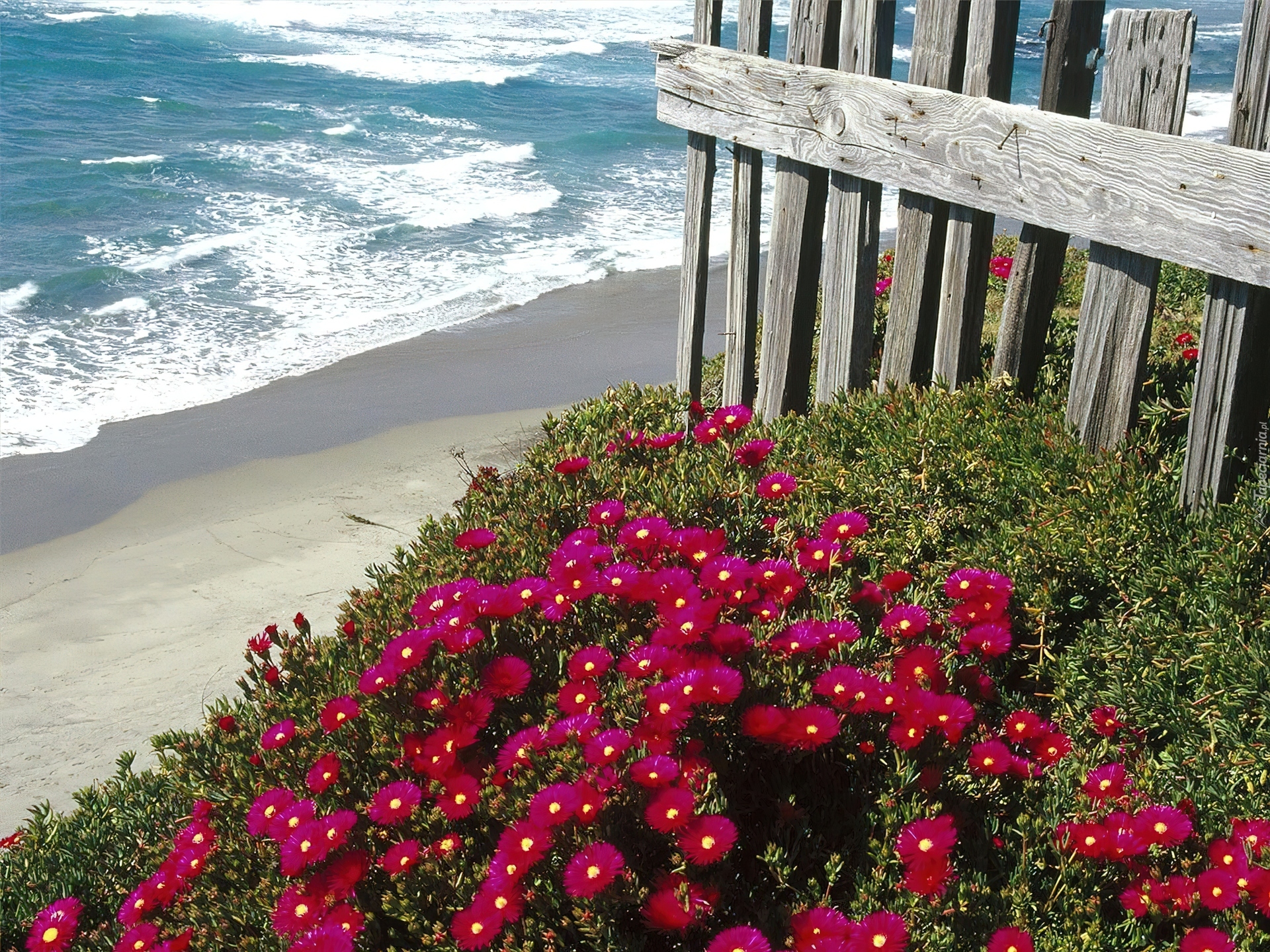 Flower beach. Море цветов. Цветы и море. Цветы морского побережья. Цветы на берегу моря.